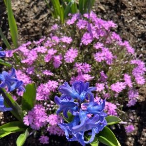 Meet your Posher, Annahmarie